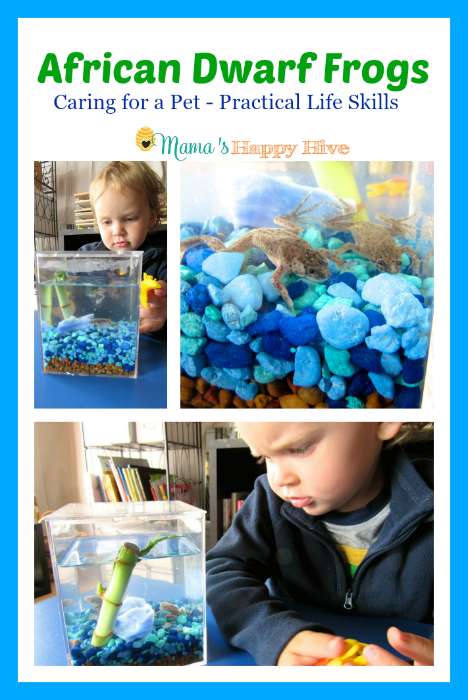 Learn about African Dwarf Frogs as pets for young children.  - www.mamashappyhive.com