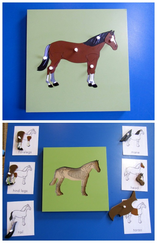 Our favorite Montessori materials are zoology puzzles. The puzzles teach a hands-on approach for the five main Montessori classes of vertebrates. - www.mamashappyhive.com