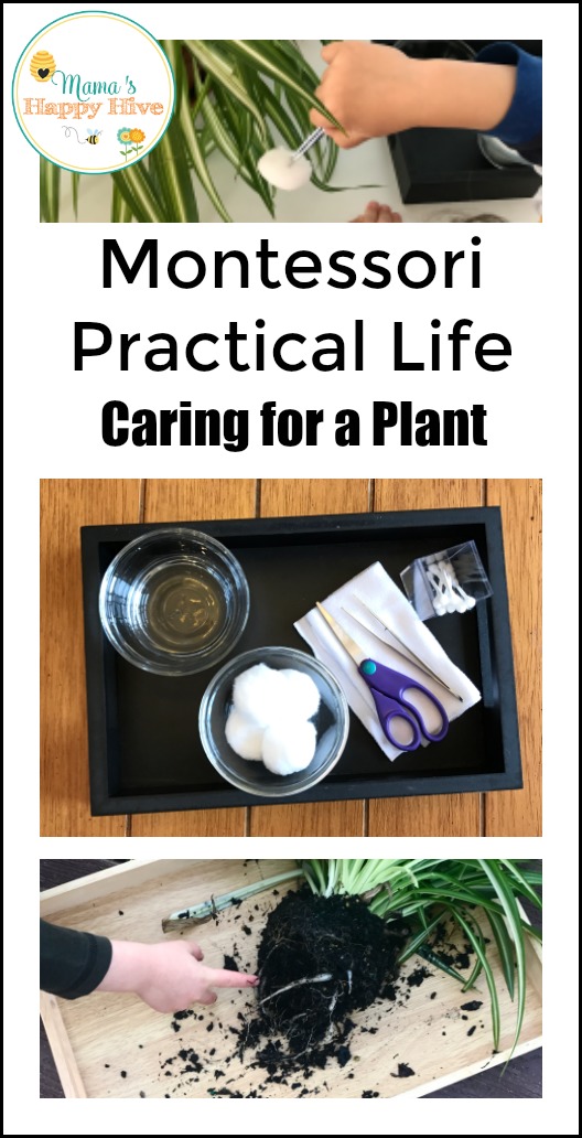 This practical life activity teaches a young child how to gently care for a delicate living plant. The child develops empathy and compassion for the plant. - www.mamashappyhive.com