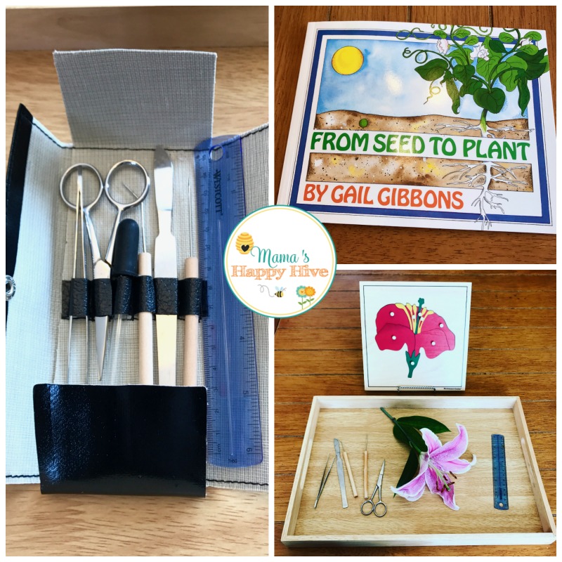 In this Montessori botany lesson we observed the flower, dissected the flower parts, examined the intricate details of the flower, and used the Montessori flower puzzle for matching work. - www.mamashappyhive.com