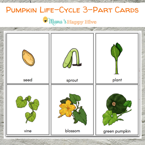 Pumpkin Life Cycle Chart