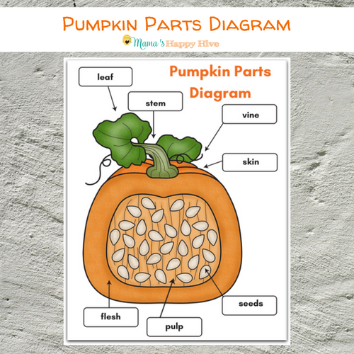 Pumpkin Life Cycle Chart