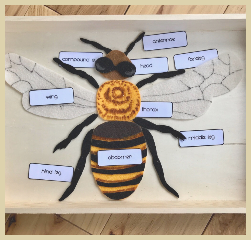 Montessori Inspired Insect Activities for Kids